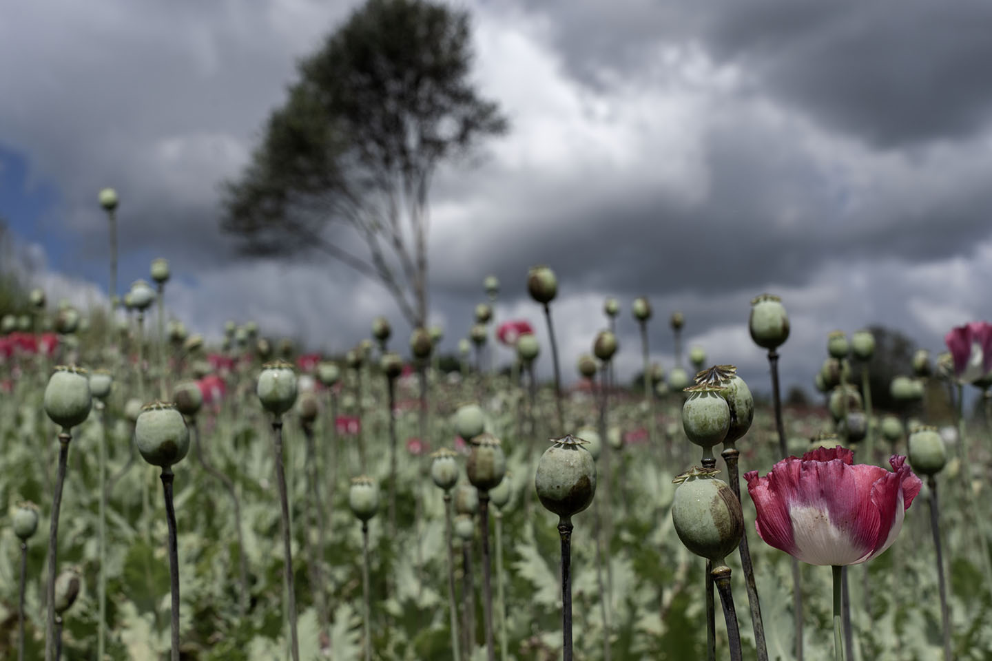 Poppies in a field in front of a tree