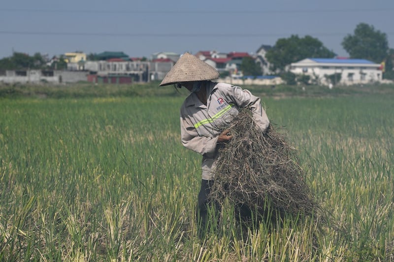 Ảnh minh họa: Nông dân dọn đồng hôm 4/6/2020.