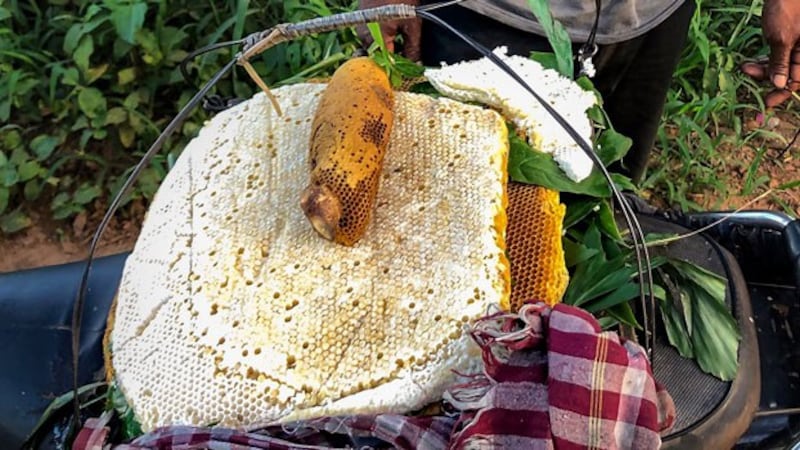 A honeycomb and beehive are displayed on a motorbike seat in southwestern Cambodia's Koh Kong province, August 2020.