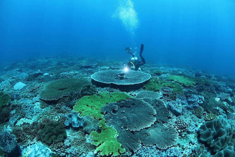 棘冠海星大爆发的原因仍是谜团，东沙外环礁少有人为污染，却仍逃不出海星肆虐的“魔掌”。（郑明修研究团队提供）