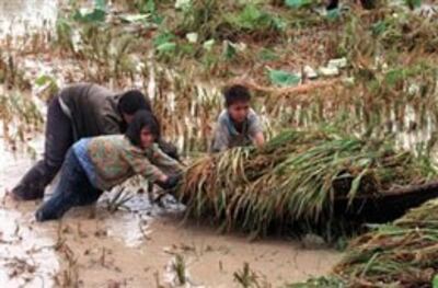 Nông dân Việt Nam sống nghèo khổ đời này qua đời khác. AFP