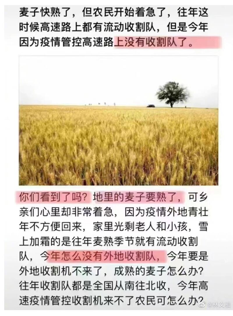 中国农民种植的麦子将熟，但当局不准农民下地。今年部分地区的夏粮能否入仓，暂难下定论。（网络图片）