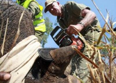 Bác sĩ cắt sừng tê giác tại Vườn quốc gia tại Zimbabwe. Quỹ Động vật Hoang dã (WWF) và Công viên quốc gia Zimbabwe hợp tác ngăn chặn nạn săn trộm sừng tê giác. AFP 