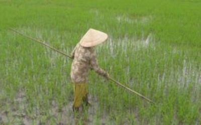 Nông dân chăm sóc lúa ở Tiền Giang, ảnh chụp năm 2013. RFA PHOTO.