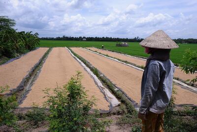 Nông dân phơi lúa trên một cánh đồng ở huyện Phú Nhuận, tỉnh Tiền Giang, ảnh chụp trước đây.