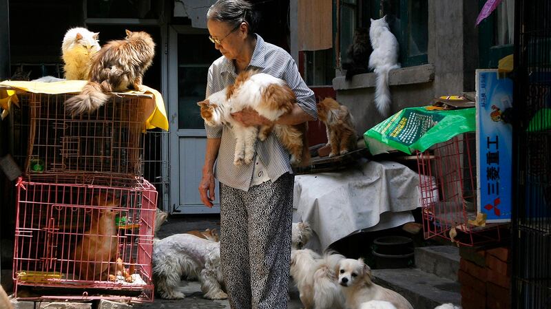 动保人士推估，中国城镇的流浪猫少说有上亿只。（路透社）