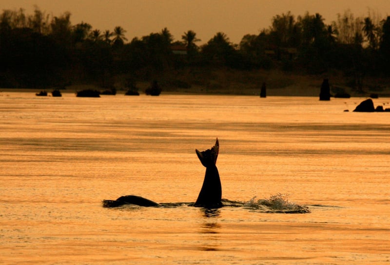 An Irrawaddy dolphin raises its tail swims in a river in Kratié province, Cambodia, March 24, 2007. Credit: Reuters.