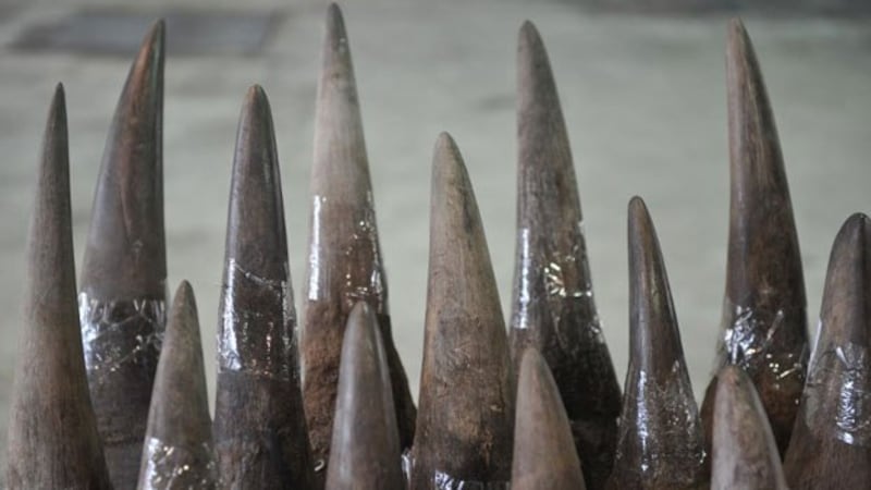 Rhinoceros horns are displayed in Hong Kong's Customs and Excise Department Offices, Nov. 15, 2011