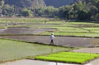 Một cánh đồng trồng lúa ở Mai Châu, tỉnh Hòa Bình, Việt Nam hôm 17/02/2013. AFP PHOTO.