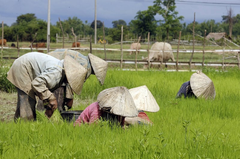 Lao farmers transplant rice on a field, June 29, 2007 in South-western province of Khammoune. (Hong Dinh Nam/AFP)