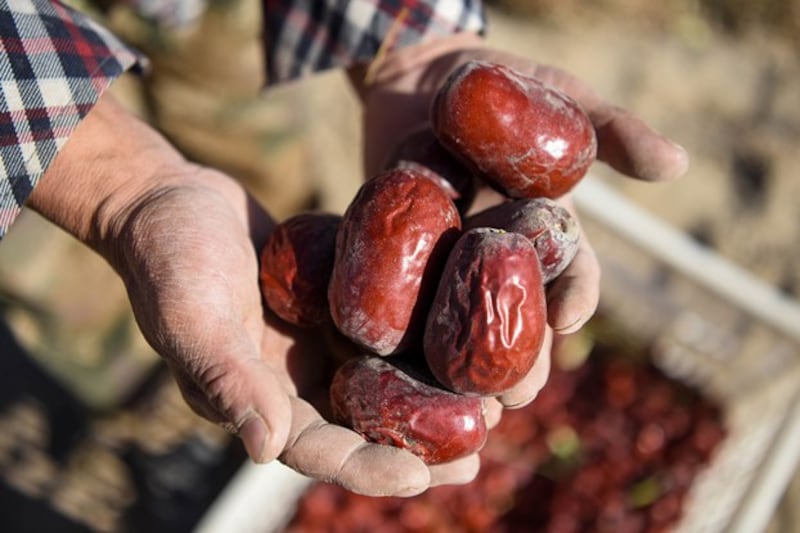 A farmer shows newly harvested red dates in Hotan county in northwestern China's Xinjiang region, Nov. 6, 2020. (Ding Lei/Xinhua via Getty Images)