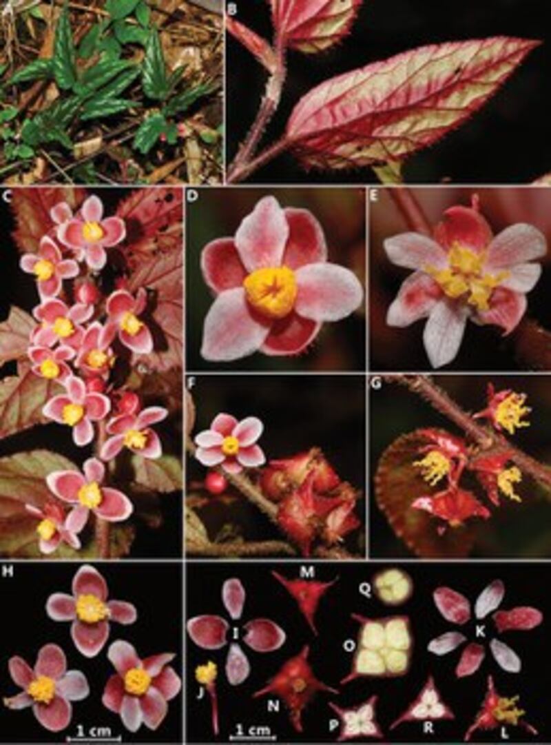 These 2016 to 2018 photos of Begonia chenii, were taken in northern Myanmar. Courtesy of WWF