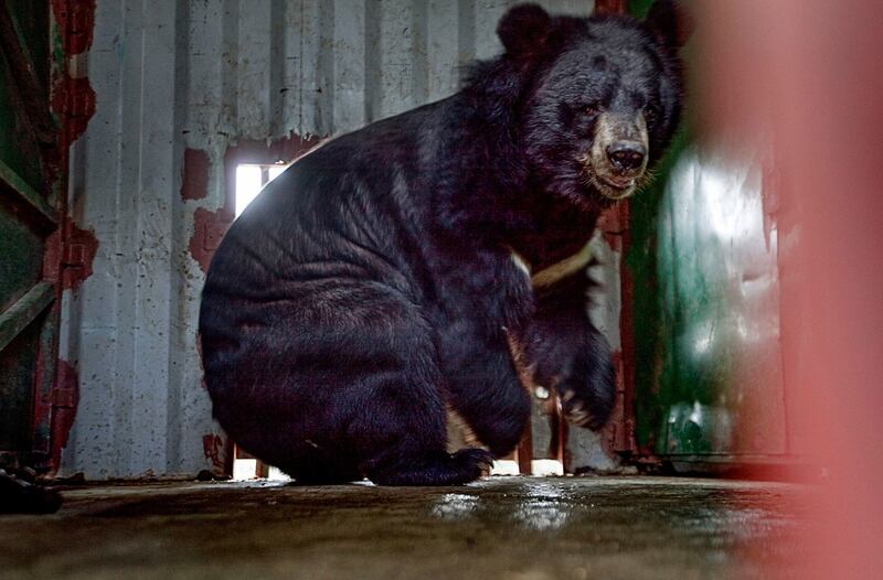 An Asiatic Black Bear in a cage looks on in a farm in Binh Duong province, Vietnam, one of 19 rare Asiatic black bears awaiting their next gall bladder milking on an illegal Taiwanese-owned operation in southern Vietnam, in a file photo. 