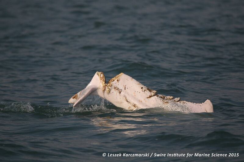 中华白海豚被断尾，海上危机四伏。（Photo by Dr. Leszek Karczmarski,Cetacean Ecology Lab）