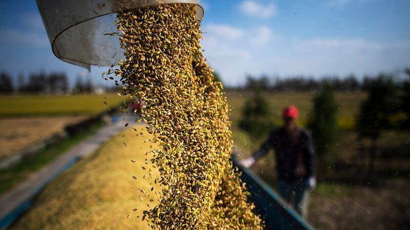 粮食产量下降　通货膨胀价格上涨难以避免（法新社资料图片）