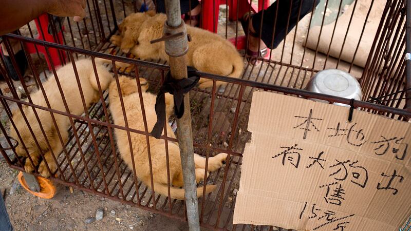 相较玉林狗肉节的市场售价，不肖人士抬高价码，要欧美爱狗人士买单救狗。（美联社）