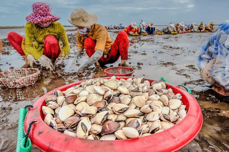 Hình minh họa: Phụ nữ cào nghêu ở Gò Công, Tiền Giang. Hình chụp tháng 10 năm 2017.