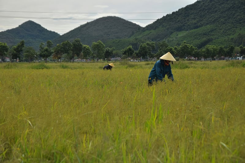 Two women in traditional Vietnamese farming hats bend down in a rice field with  mountains in the distance