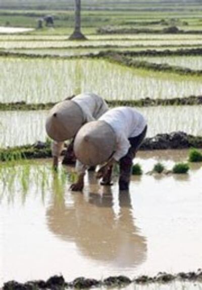 farmer-ha-noi-180