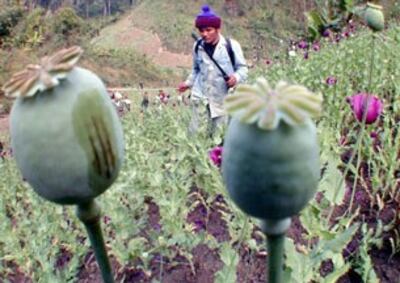 Phát hiện cánh đồng trồng thuốc phiện ở biên giới Thái và Miến Điện. (năm 2003). AFP