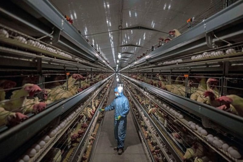 A worker wears protective clothing as chickens are seen in their cages in an egg production area at the Xizang Hongnong Agricultural Development Company in Lhoka, also known as Shannan, in western China's Tibet Autonomous Region, June 19, 2023. (Kevin Frayer/Getty Images)