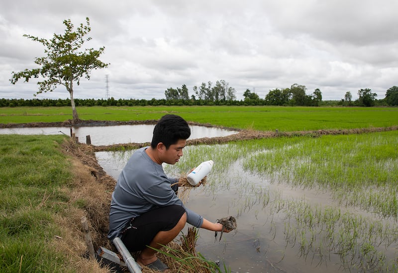 Trung Tin, a rice farmer in Can Tho, fishes a plastic bag out of a rice field in Vietnam's Mekong Delta.