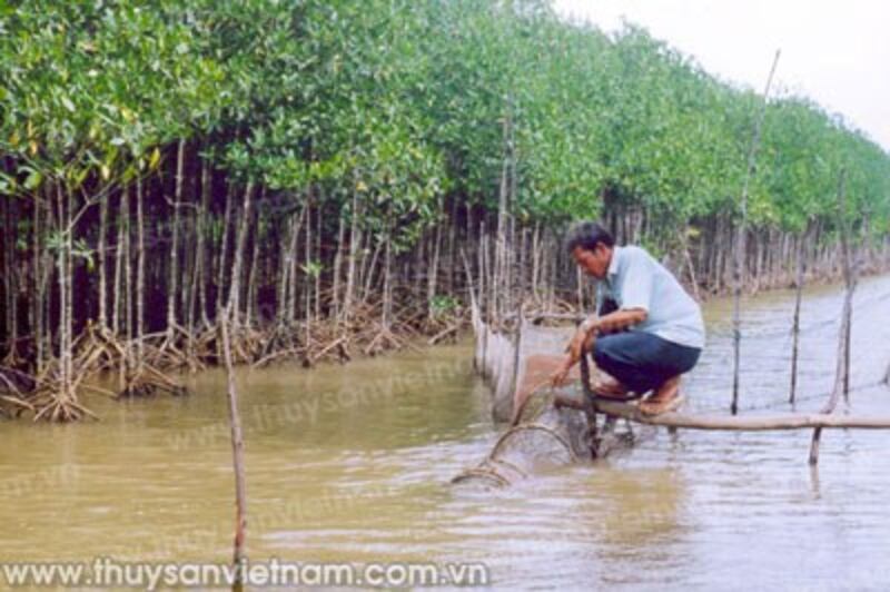 Nuôi thủy sản dưới tán rừng phòng hộ ở các xã ven biển huyện An Biên, tỉnh Kiên Giang. Photo courtesy of Tạp chí Thủy sản Việt Nam