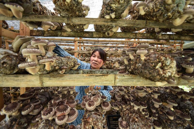 中国以菌棒脱袋方式栽培香菇，滥用农药、棉酚毒害等弊病屡见不鲜。（法新社）