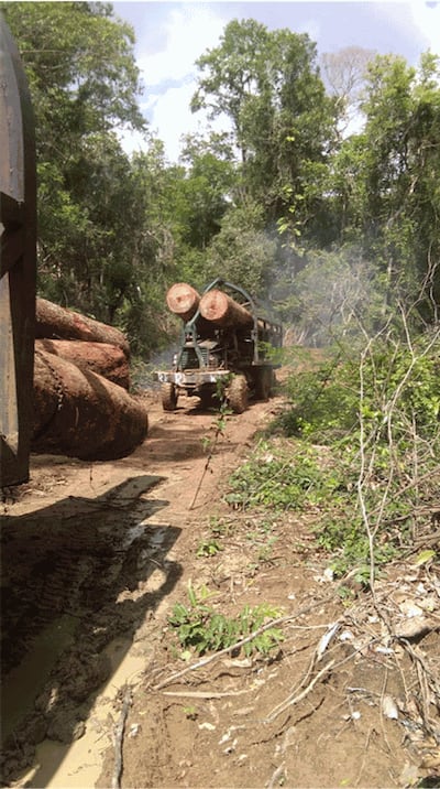 Trucks haul away illegally cut timber from a protected forest area in Cambodia in an undated photo. Credit: Amnesty International/Private