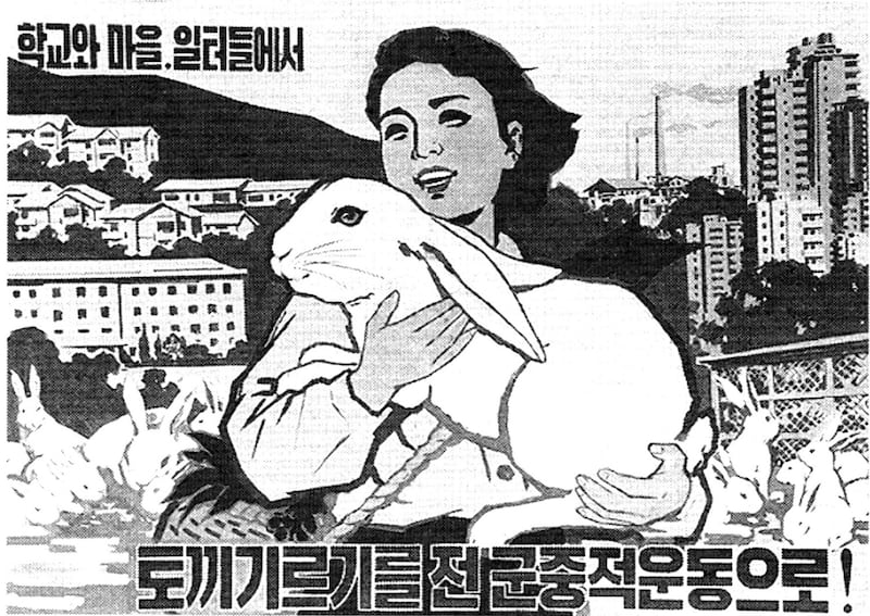 nk-rabbit