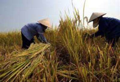 Nông dân ở Hà Tây đang thu hoạch lúa. AFP PHOTO.