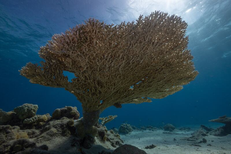 Decades after nuclear tests, reef teems with fish, corals, apex predators