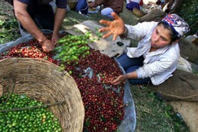 Nông dân đang phân loại hạt cà phê. Ảnh minh họa AFP