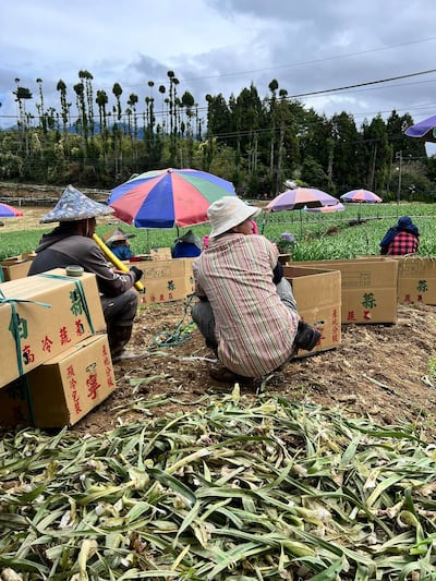 Lao động bất hợp pháp 3.jpeg