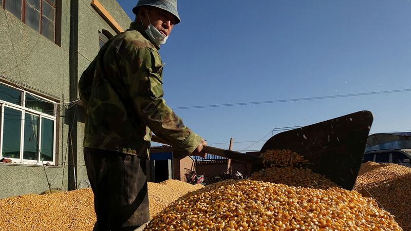 辽宁省昌图县的一个村庄，养猪户将动物饲料的关键成分玉米铲进手推车。（路透社）