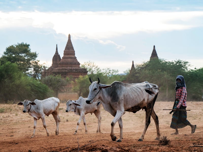 A herder walks with cattle past temples in Bagan in Myanmar's central Mandalay Region, July 8, 2024.