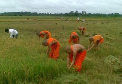 Các nhà sư Khmer krom đang gặt lúa. RFA file