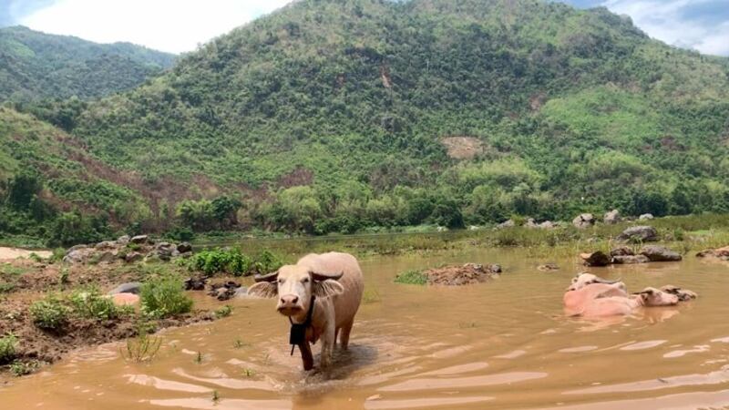 Water buffaloes stand in the shallows of the Mekong River near the proposed site of the Luang Prabang Dam in Laos in an undated photo.