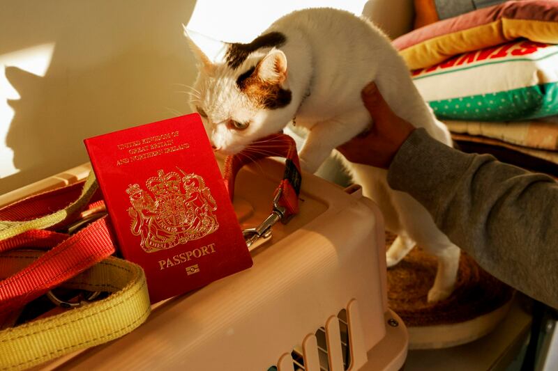 Pet cat Miu Miu sniffs at a British National Overseas passport (BNO) before emigrating to Britain, in Hong Kong, China February 17, 2021. (Tyrone Siu/Reuters)