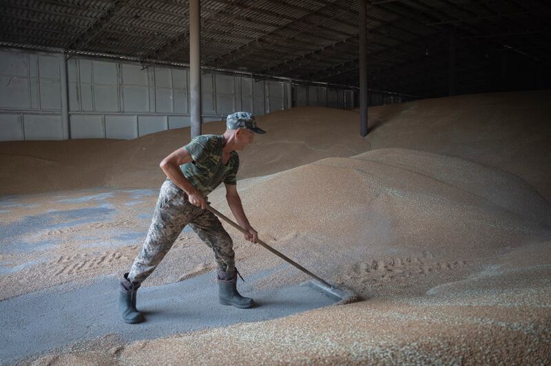 A worker rakes wheat in a granary on a private farm in Zhurivka, Kyiv region, Ukraine, Aug. 10, 2023. Credit: Efrem Lukatsky/AP