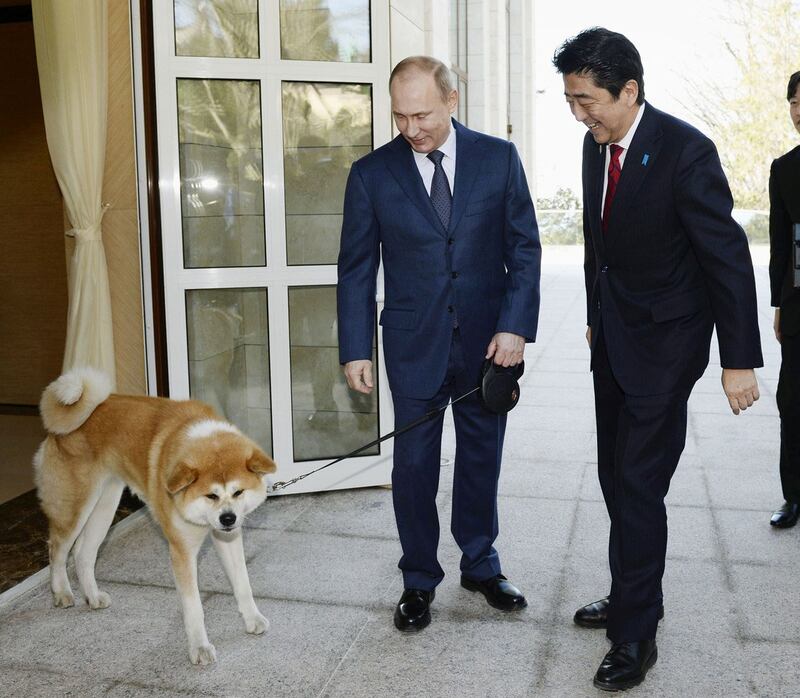 2012 年日本秋田县赠送给俄罗斯总统普京的爱犬 Yume 抵达俄罗斯。（路透社，照片由共同社拍摄）