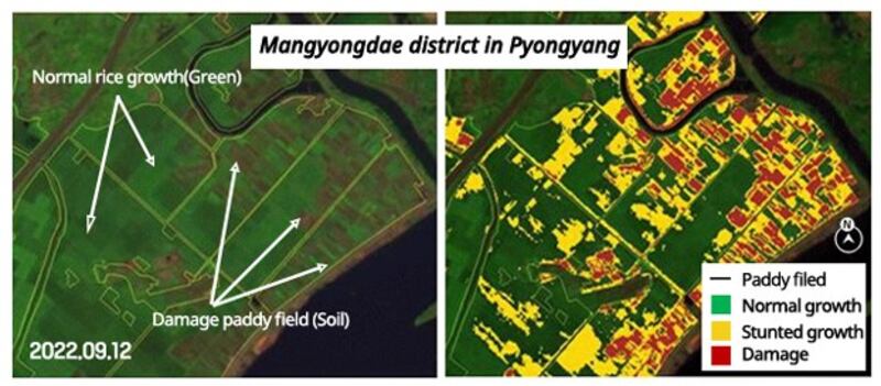 A satellite image of Mangyongdae district in Pyongyang, North Korea (L), captured by the European Space Agency's (ESA) Sentinel-2B on Sept. 12, 2022, shows several areas of damaged rice fields where the soil has been exposed (in brown). A vegetation index analysis of the same area (R) shows poor growth and serious damage to farmland. Credit: ESA/RFA graphic