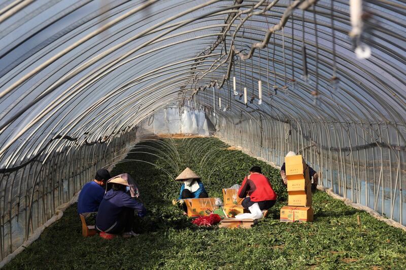 Earlier this year, Laos said it would send an additional 2,000 workers to South Korea. Some of the new Lao workers will be employed in South Korea's agricultural sector. In this photo, migrant workers work inside a greenhouse at a farm in Pocheon, South Korea in 2021. Credit: Ahn Young-joon/AP