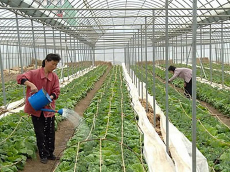 Women work on a collective farm in Nampo, South Pyongan province, North Korea.