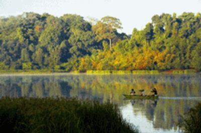 Rừng Cát Tiên. Photo courtesy of blog SavingCatTienNationalPark.