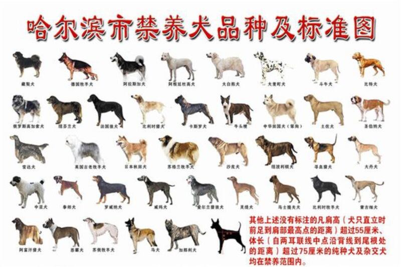 中国的“禁犬黑名单”完全与世界标准脱轨。（翻摄自网络）