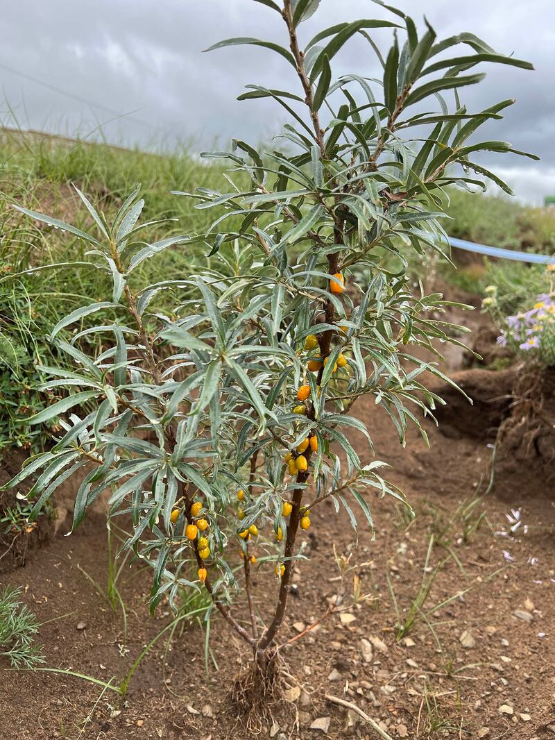 沙棘是蒙古原生树种，可透过地下走茎繁殖，长出更多新植株。（慈心基金会提供）