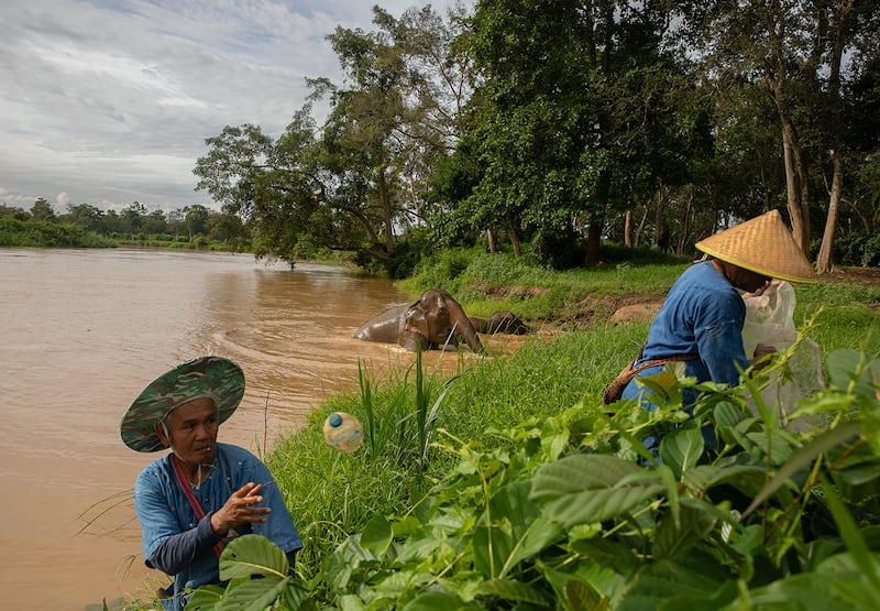 Mahouts remove plastic waste from the Ruak River in Thailand as a pair of elephants bathe in the background.