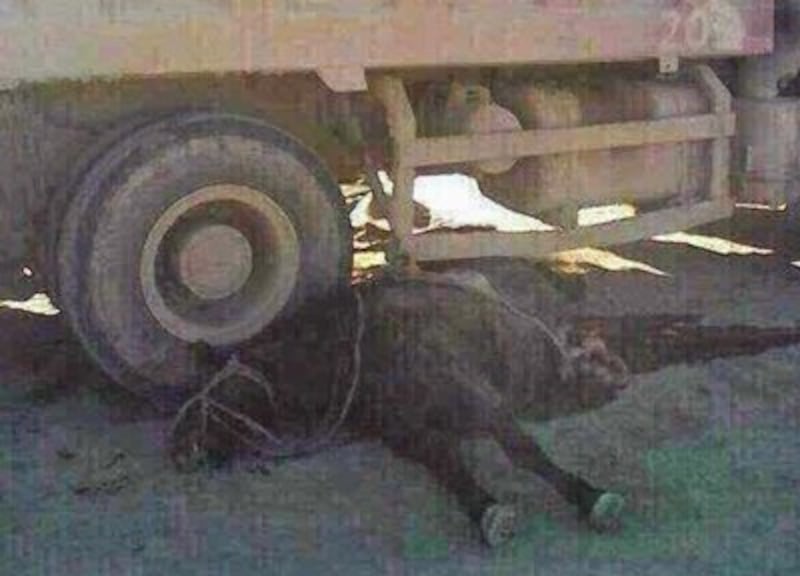 Ayungaa's horse lies under the truck that ran over it in Abag Banner in western Inner Mongolia's Shiliin-gol League, Nov. 8, 2014.