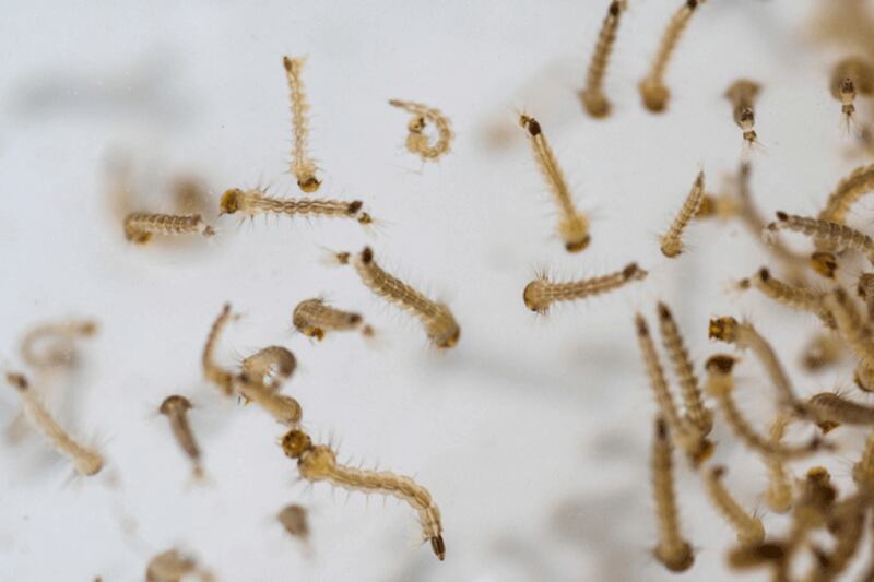 Aedes aegypti mosquito larvae, July 22, 2024. (Josue Decavele/Reuters)